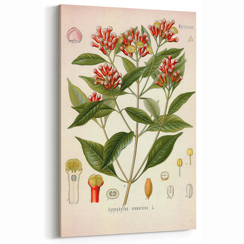 Vintage Botanical Illustration of Clove – Botanical Art Prints