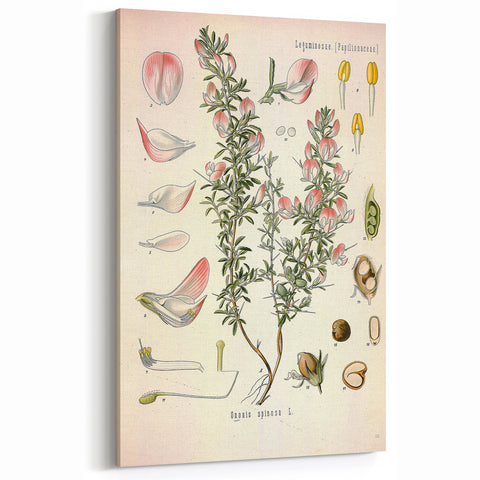 Vintage Botanical Illustration of Ononis – Botanical Art Prints