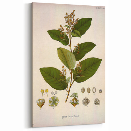 Vintage Botanical Art Print - Euphorbiaceae Leaf and Flower Illustration