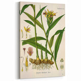 Vintage Botanical Art Print - Zingiber Officinale Ginger Plant