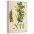 Vintage Botanical Art Print - Acacia Senegal Yellow Flower Illustration