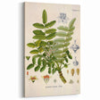 Vintage Botanical Art Print - Boswellia Carterii Flower Illustration