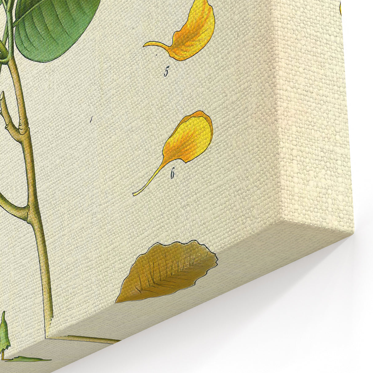 Vintage Botanical Print - Pterocarpus Santalinus Flower Illustration