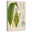 Botanical Art Prints - Vintage Curcuma Longa Illustration Art