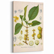 Botanical Art Prints - Vintage Garcinia Morella Illustration Art