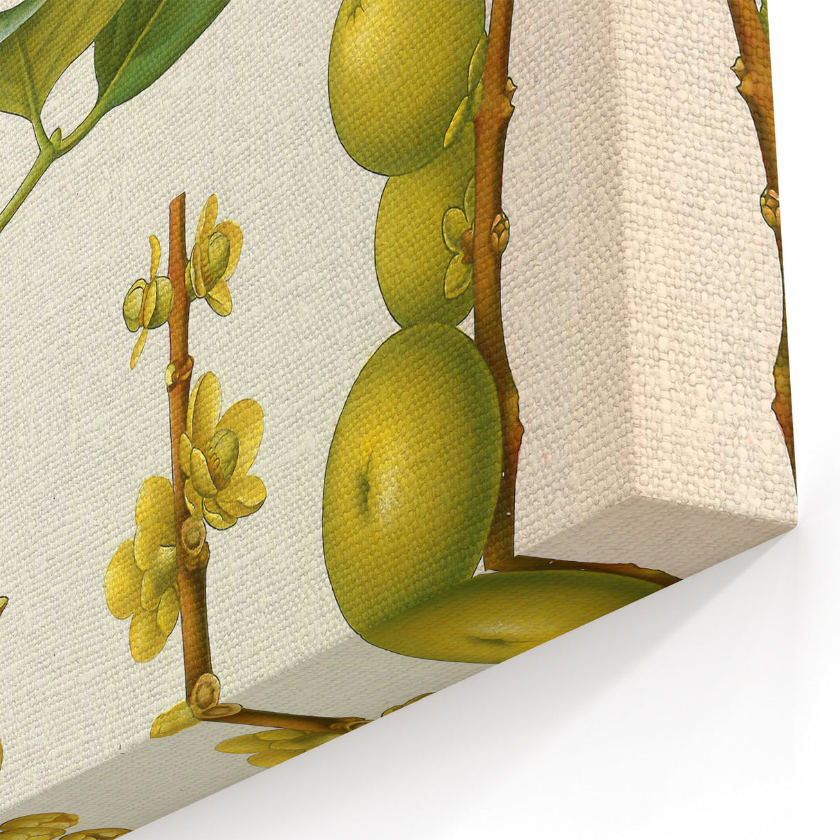 Botanical Art Prints - Vintage Garcinia Morella Illustration Art