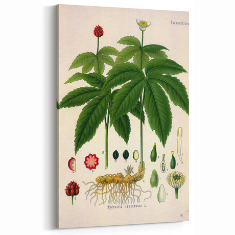 Botanical Art Prints - Vintage Hydrastis Canadensis Illustration Art