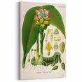 Botanical Art Prints - Vintage Curcuma Zedoaria Illustration Art