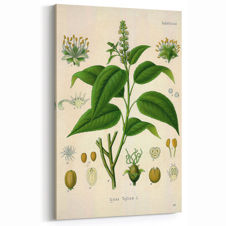 Botanical Art Prints - Vintage Croton Tiglium Illustration Art