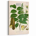 Botanical Art Prints - Vintage Toluifera Pereirae Illustration Art
