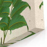 Botanical Art Prints - Vintage Toluifera Pereirae Illustration Art
