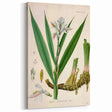 Botanical Art Prints - Vintage Alpinia Officinarum Illustration Art