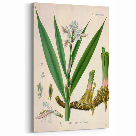 Botanical Art Prints - Vintage Alpinia Officinarum Illustration Art