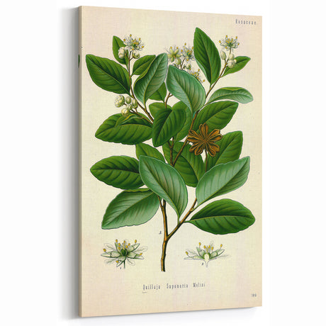 Vintage Botanical Art Print – Nature-Inspired Floral Wall Decor