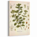 Botanical Art Prints: Vintage Botanical Illustration Art