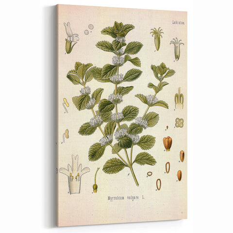 Botanical Art Prints: Vintage Botanical Illustration Art