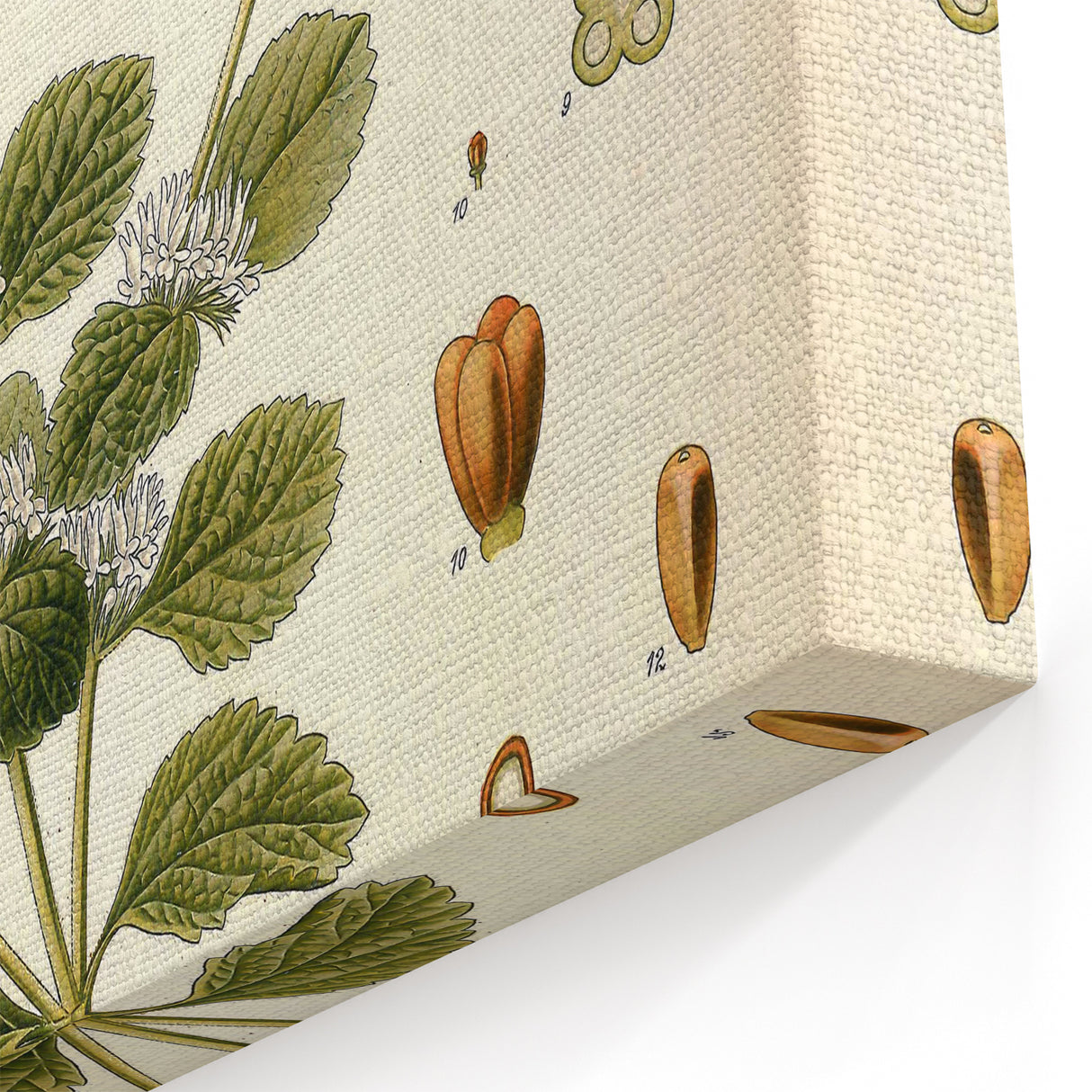Botanical Art Prints: Vintage Botanical Illustration Art