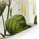 Botanical Art Prints: Landolphia Comorensis Vintage Illustration