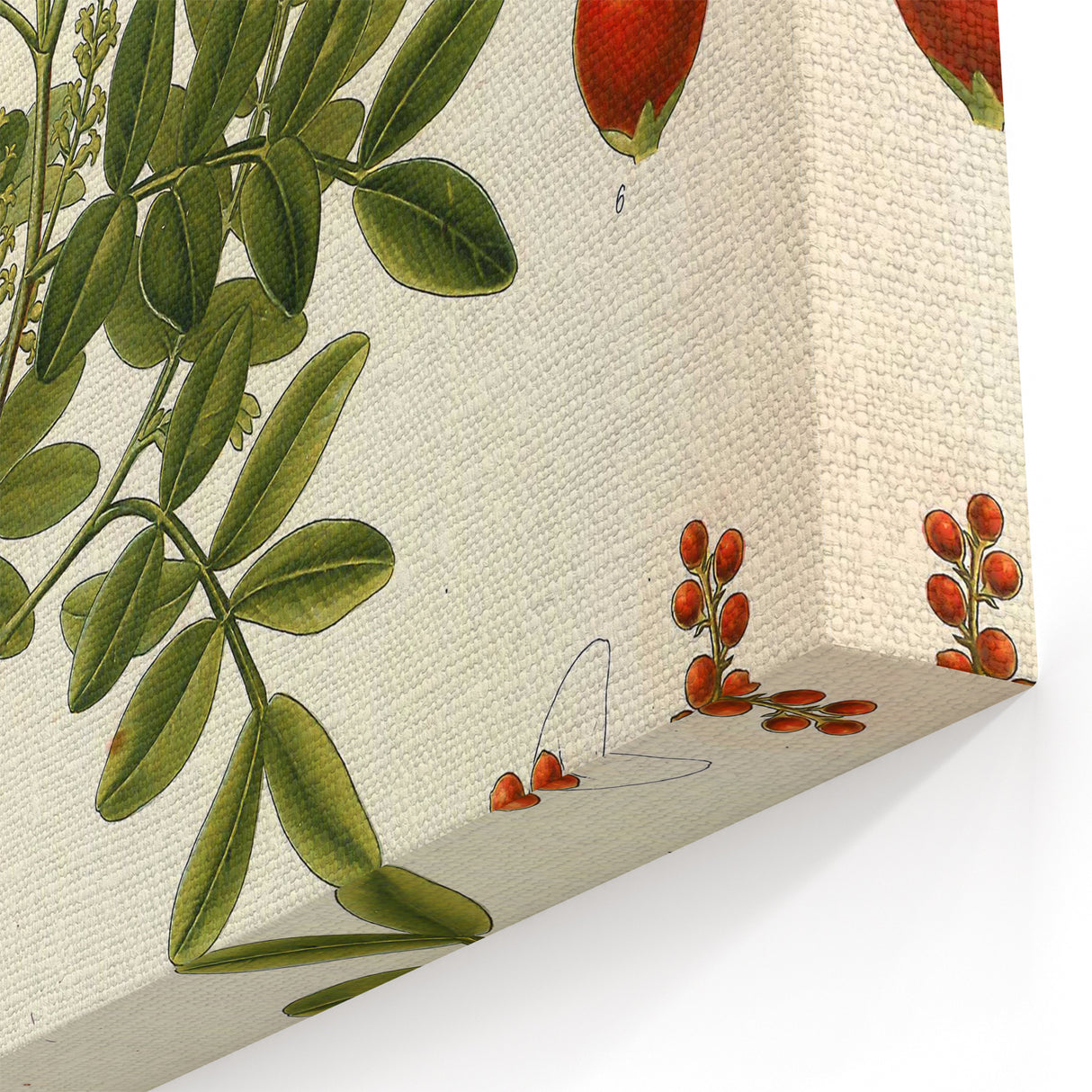 Botanical Art Prints: Pistacia Lentiscus Vintage Illustration