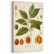 Botanical Art Prints: Myristica Fragrans Vintage Illustration