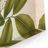 Botanical Art Prints: Pterocarpus Marsupium Vintage Illustration