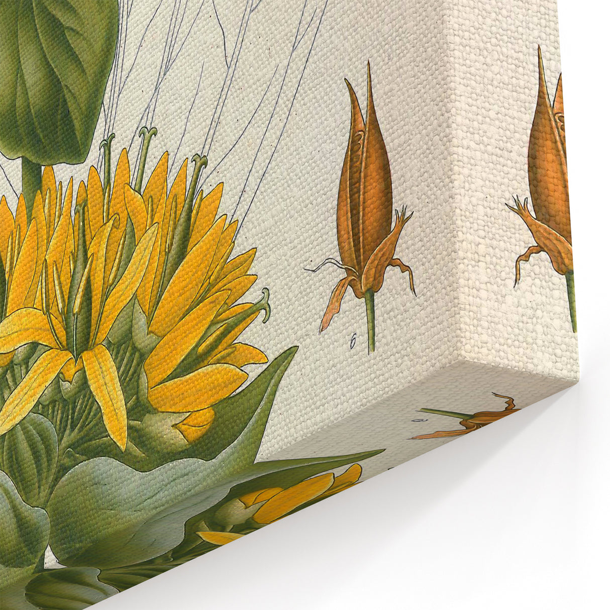 Botanical Art Prints: Gentiana Lutea Vintage Illustration