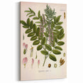 Botanical Art Prints - Vintage Glycyrrhiza Glabra Illustration