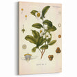 Botanical Art Prints - Vintage Camellia Thea Illustration