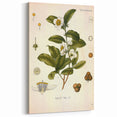 Botanical Art Prints - Vintage Camellia Thea Illustration