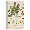 Botanical Art Prints - Vintage Arctostaphylos Uva Ursi Illustration