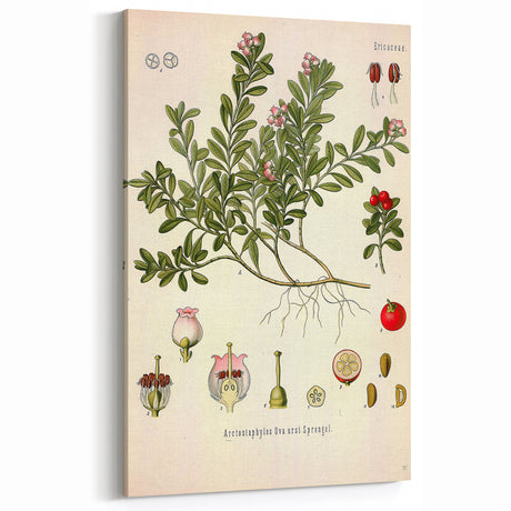 Botanical Art Prints - Vintage Arctostaphylos Uva Ursi Illustration