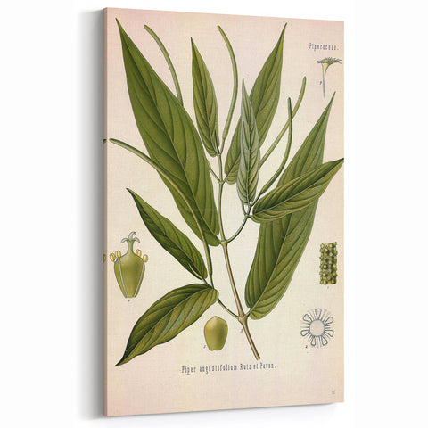 Botanical Art Prints - Vintage Piper Angustifolium Illustration