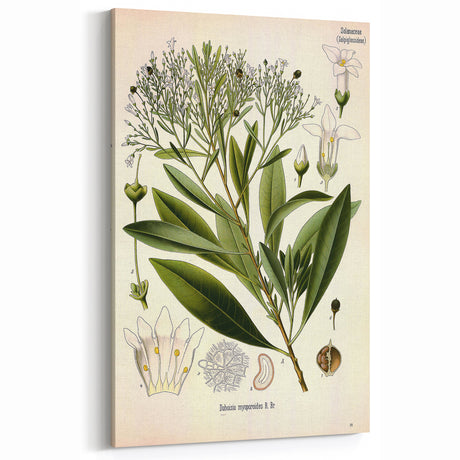 Botanical Art Prints - Vintage Duboisia Myoporoides Illustration