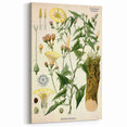 Botanical Art Prints - Vintage Convolvulus Scammonia Illustration