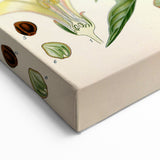 Botanical Art Prints - Vintage Convolvulus Scammonia Illustration