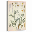 Botanical Art Prints - Vintage Chrysanthemum Cinerariaefolium Illustration