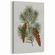 Vintage Botanical Pine Cone Art Print – Nature-Inspired Botanical Wall Art