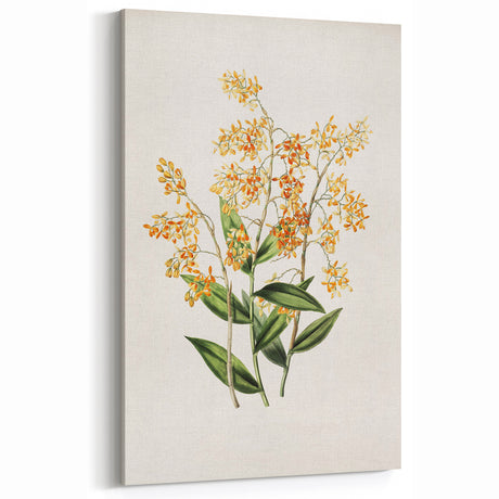 Vintage Botanical Orchid Art Print – Nature-Inspired Botanical Wall Art