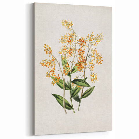 Vintage Botanical Orchid Art Print – Nature-Inspired Botanical Wall Art