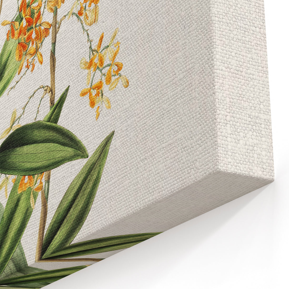 Vintage Botanical Orchid Art Print – Nature-Inspired Botanical Wall Art