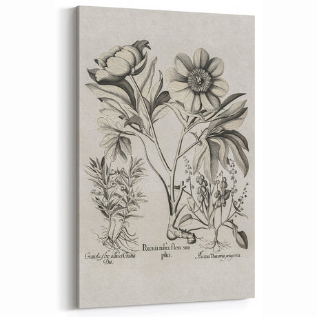 Vintage Botanical Peony and Flower Art Print – Black and White Botanical Wall Art