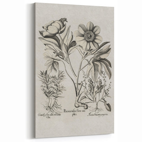 Vintage Botanical Peony and Flower Art Print – Black and White Botanical Wall Art