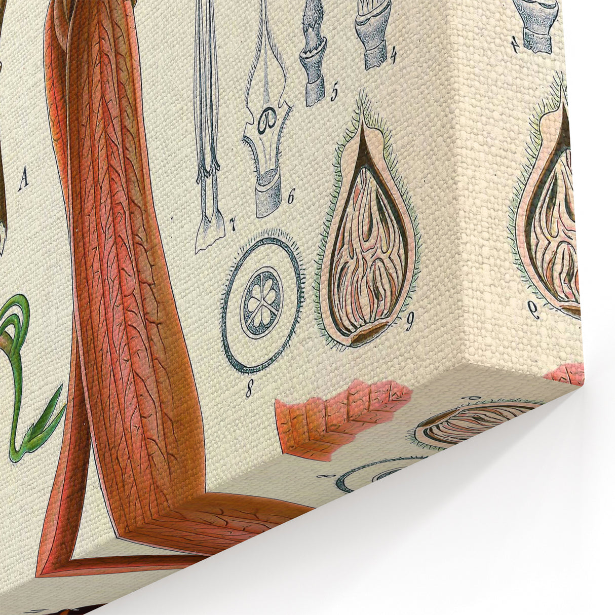 Vintage Botanical Illustration Art | Nature-Inspired Wall Art