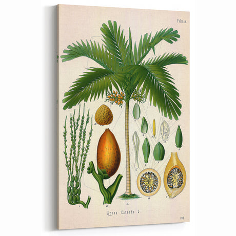 Vintage Botanical Illustration Art | Palm Tree Wall Art Decor