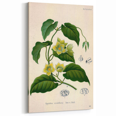 Vintage Botanical Illustration Art | Floral Vine Wall Art Decor