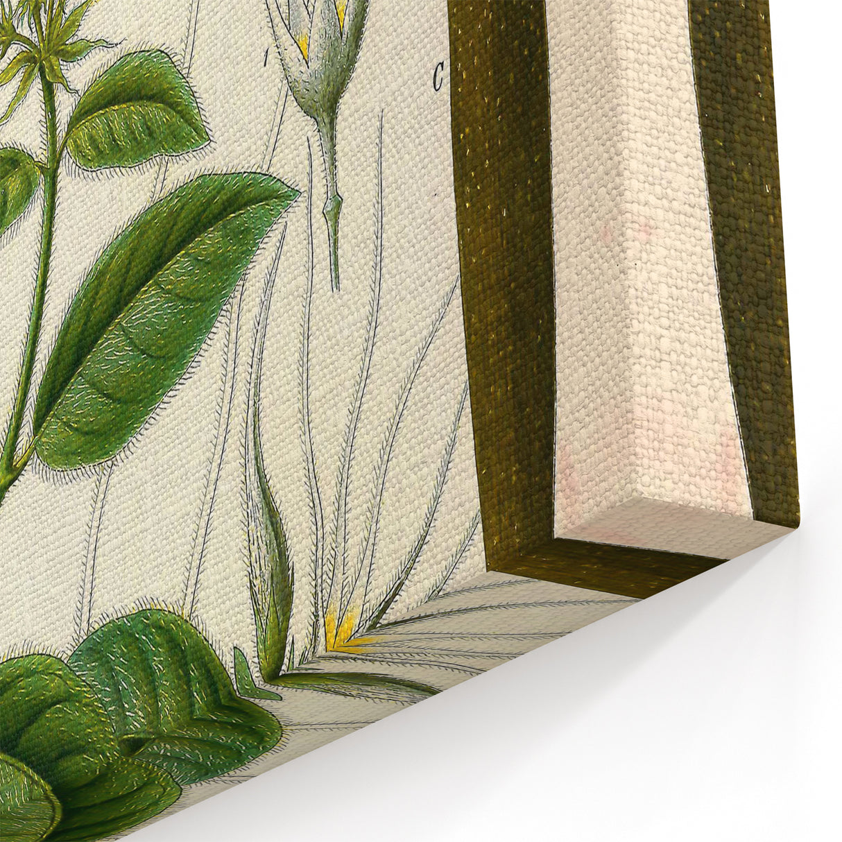 Vintage Botanical Illustration Art | Strophanthus Flower Wall Art