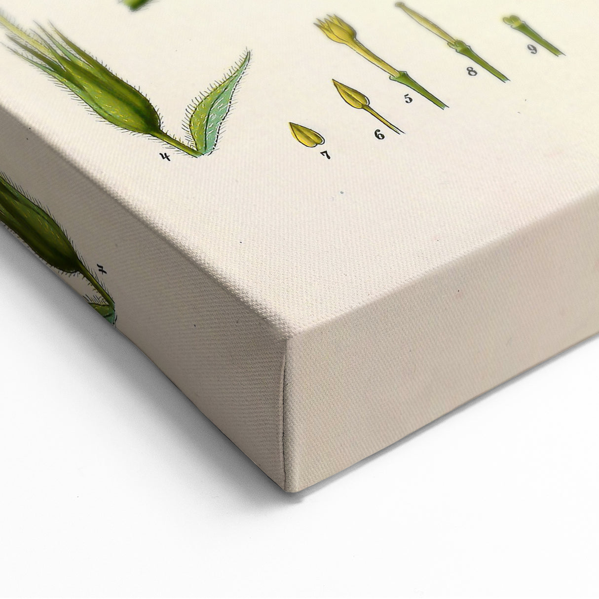 Vintage Botanical Illustration Art | Strophanthus Flower Wall Art
