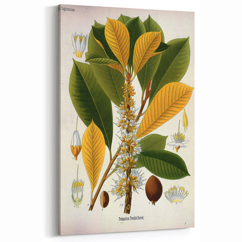 Vintage Botanical Illustration Art | Palquium Tree Wall Art