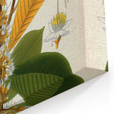 Vintage Botanical Illustration Art | Palquium Tree Wall Art