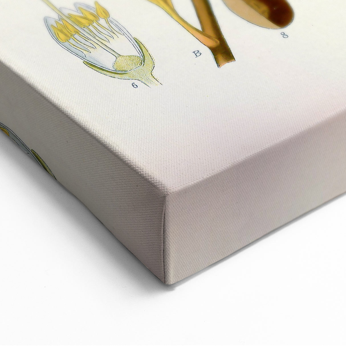 Vintage Botanical Illustration Art | Palquium Tree Wall Art